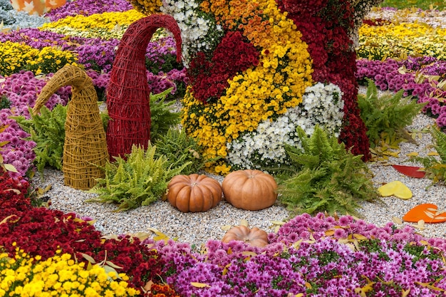 Photo autumn compositions are made of chrysanthemum, autumn chrysanthemum exhibition in kiev