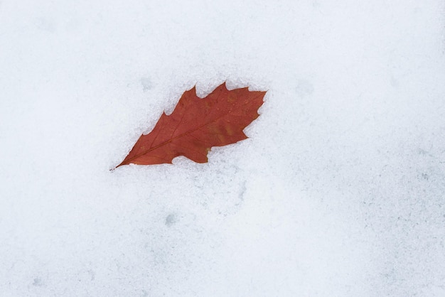 Autumn concept. Brown oak leaf on the white snow. Beauty in nature