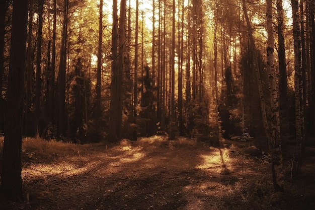 autumn in the coniferous forest landscape, abstract view of the autumn yellow forest, beautiful nature