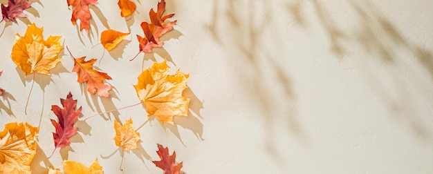 Autumn countryside texture background Yellow fallen leaves on stone with shadows