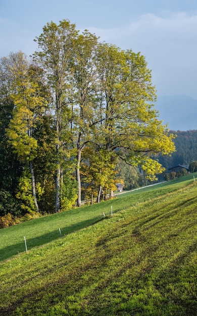 Autumn countryside view with green winter crops on fields groves end forest