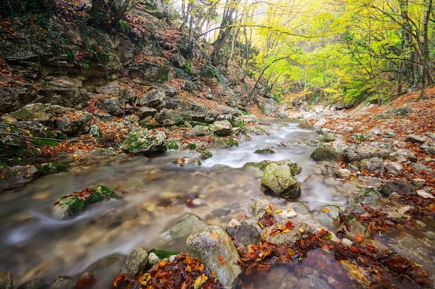 Autumn creek woods with yellow trees foliage and rocks in forest mountain.