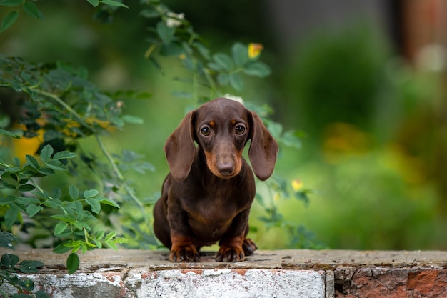 autumn dachshund portrait on green natural background