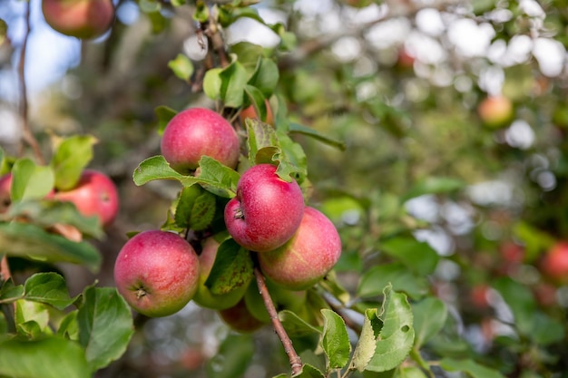 Autumn day Rural garden In the frame ripe red apples on a tree malus Domestica gala in the permaculture forest garden Small fruits on the lush green trees fruit ready to harvestapple orchard