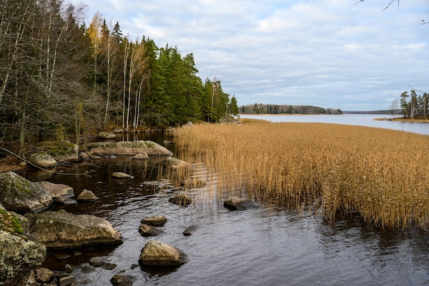 Autumn day Straw grass Trees and Bay Protective Bay Gulf of Finland Vyborg