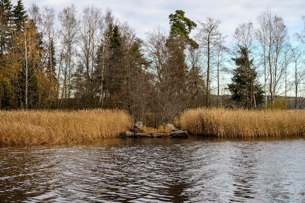 Autumn day Straw grass Trees and Bay Protective Bay Gulf of Finland Vyborg