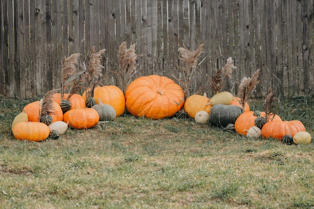 Autumn decor. Pumpkins and squash at the gray wooden fence