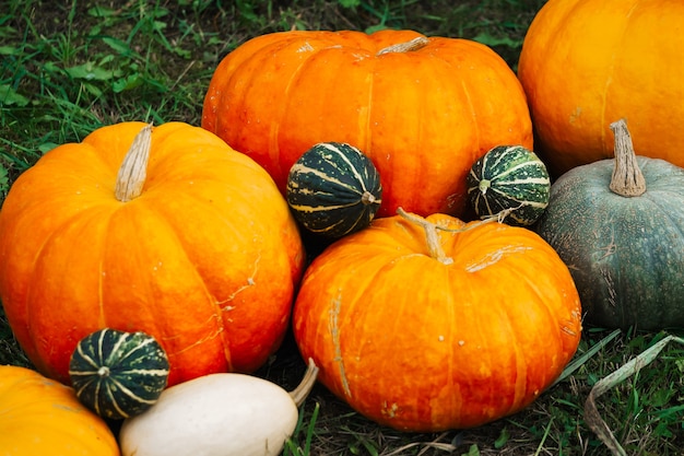 Autumn decor. Pumpkins, squash, pumpkins on the background of autumn grass