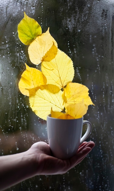 Autumn decor on windowsill Fox cup pumpkins nuts autumn leaves and window symbol of fall season home cozy composition