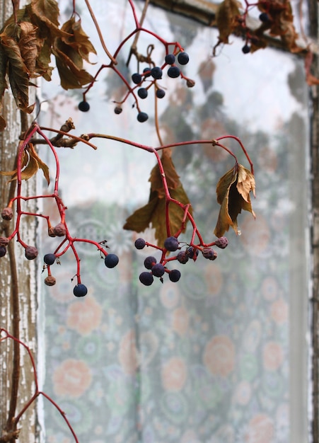 Autumn decorative grapes