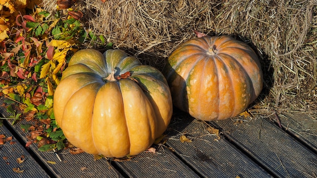 Autumn decorative pumpkins on straw with leaves. Thanksgiving harvest festival concept.