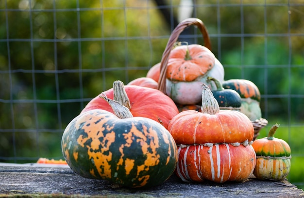 Autumn decorative pumpkins Thanksgiving or Halloween holiday harvest concept