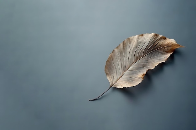 Autumn dried leaf on a grey background with copy space