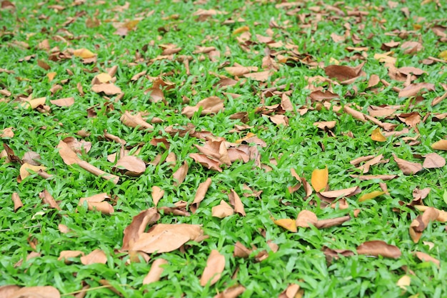 Autumn dried leaves fall on green grass field.