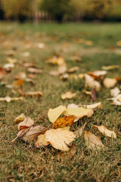 Autumn dry fallen colorful leaves Natural background