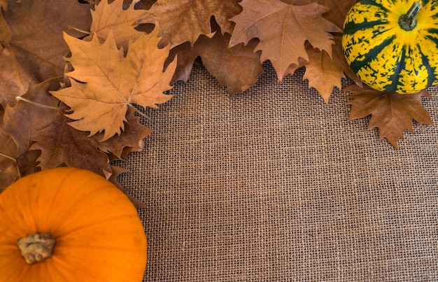 Autumn dry leaves on coat surface with pumpkins