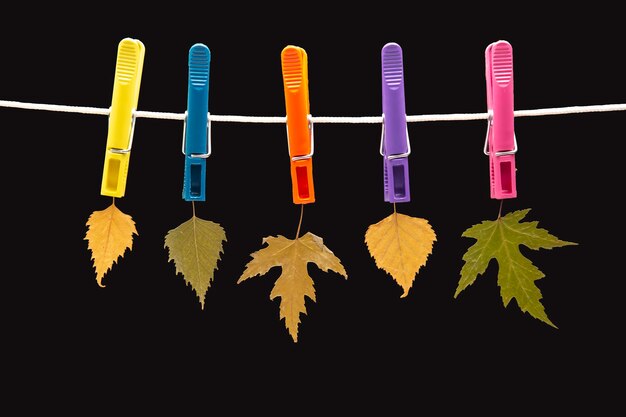 autumn dry leaves hang on colored clothespins