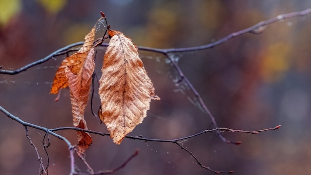 Autumn dry leaves on a tree branch with a dark background