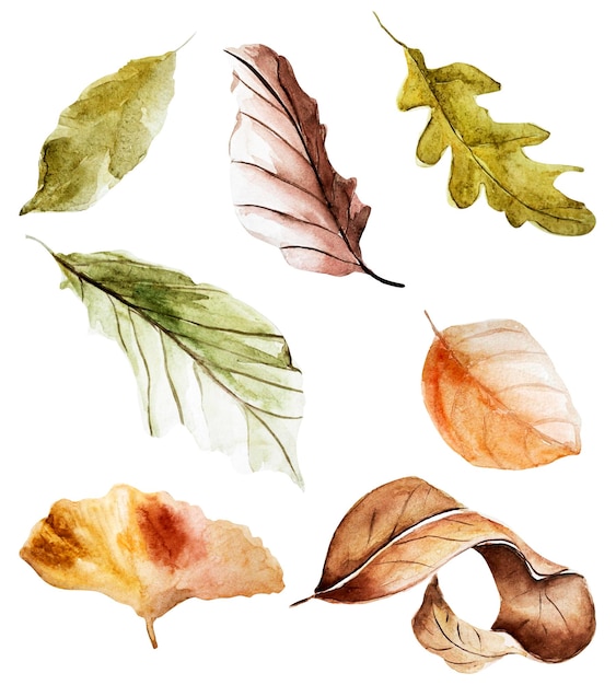 Autumn dry leaves watercolor elements set