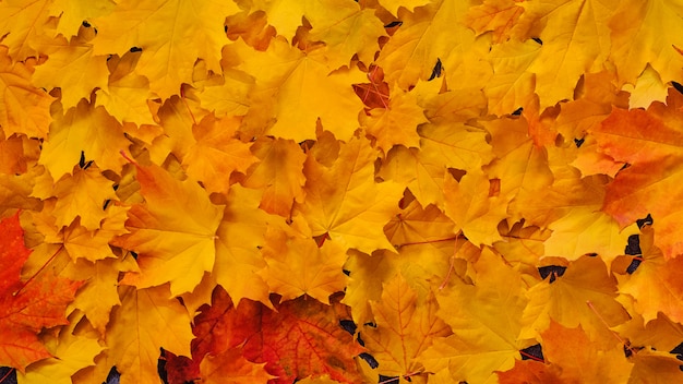 Autumn dry orange maple leaves