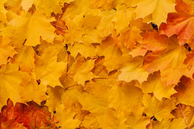 Autumn dry orange maple leaves