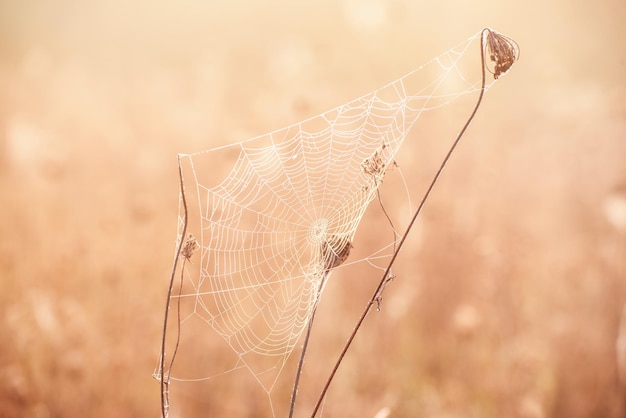 Autumn dry plant