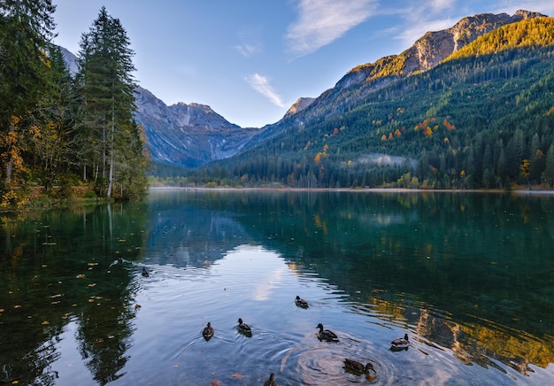 Autumn early morning alpine Jaegersee lake with duck flock and mountains above Kleinarl Austria