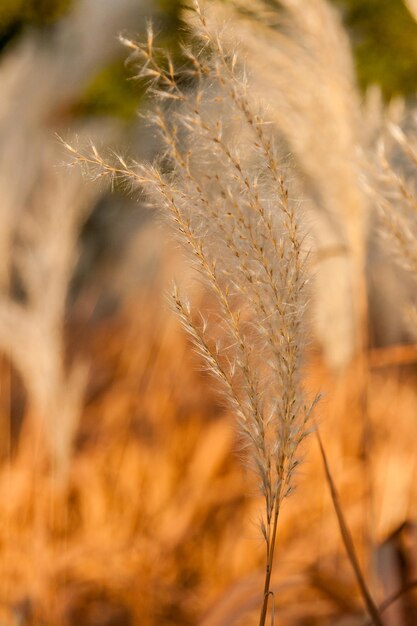 Autumn ears in a closeup field