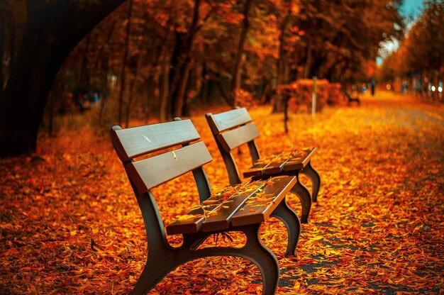 Autumn evening in park having benches