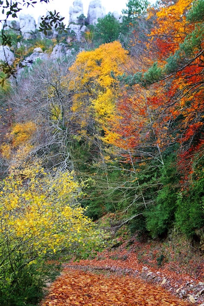 autumn fall colorful golden yellow leaves beech forest