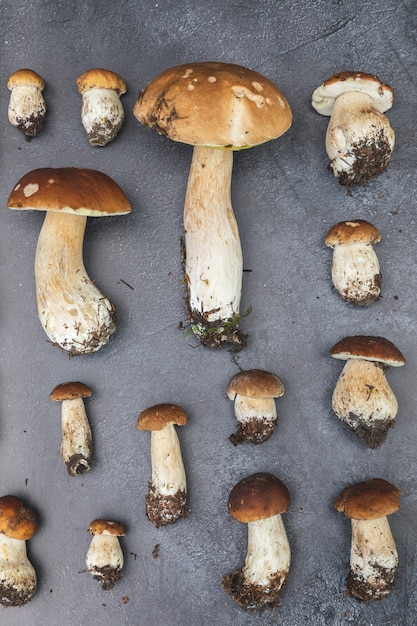 Autumn fall composition raw edible mushrooms penny bun on dark black stone shale background ceps ove...