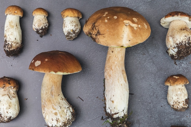 Autumn fall composition raw edible mushrooms penny bun on dark black stone shale background ceps ove...