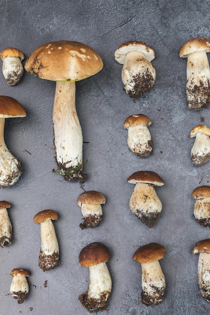 Autumn fall composition raw edible mushrooms penny bun on dark black stone shale background ceps ove