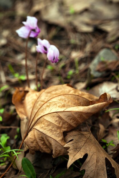 Autumn Fall Dry Leaves Seasonal Plant Flora Concept