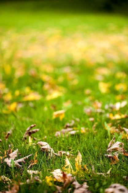 Autumn Fall Dry Leaves Seasonal Plant Flora Concept