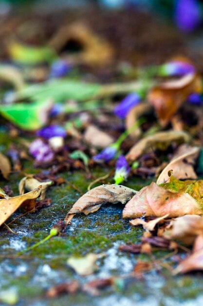 Autumn Fall Dry Leaves Seasonal Plant Flora Concept