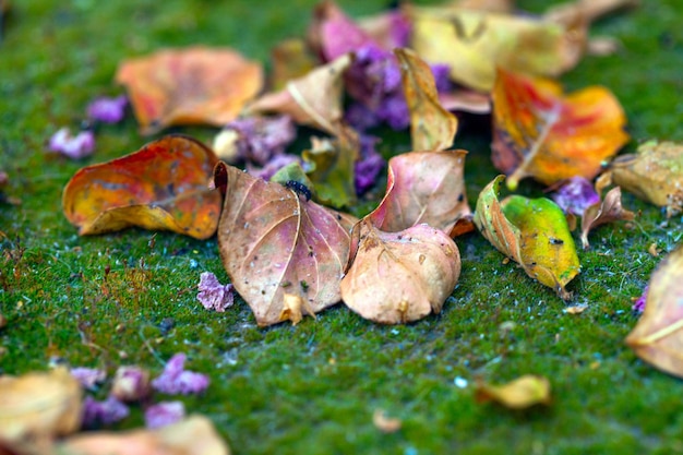 Autumn Fall Dry Leaves Seasonal Plant Flora Concept