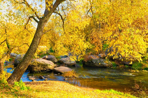 Autumn fall in park