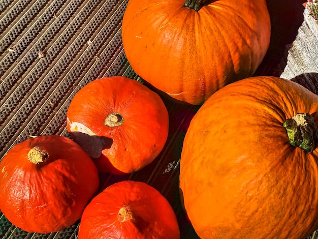 Autumn fall sesonal decor orange traditional halloween pumpkin vegetable