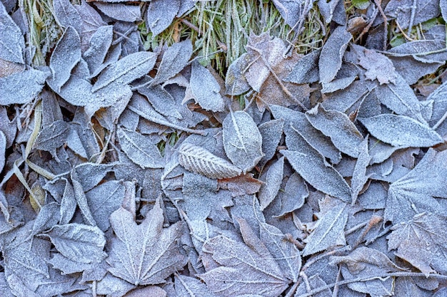 Autumn fallen leaves on the green grass are covered with hoarfrost Autumn winter background