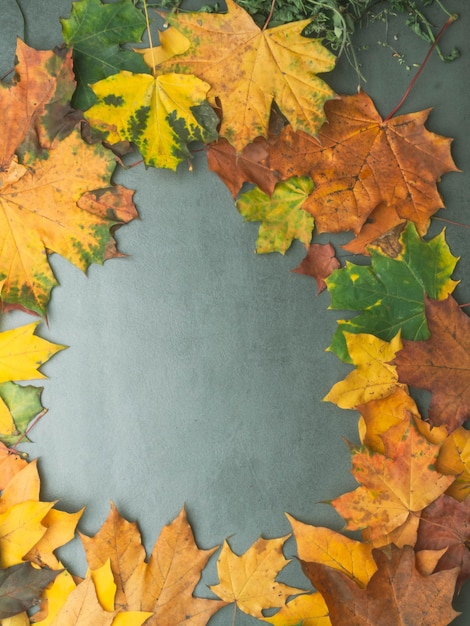 Autumn falling maple leaves isolated on grey background