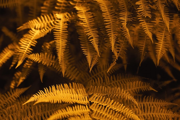 Autumn ferns leaves background Golden foliage natural floral pattern Selective focus