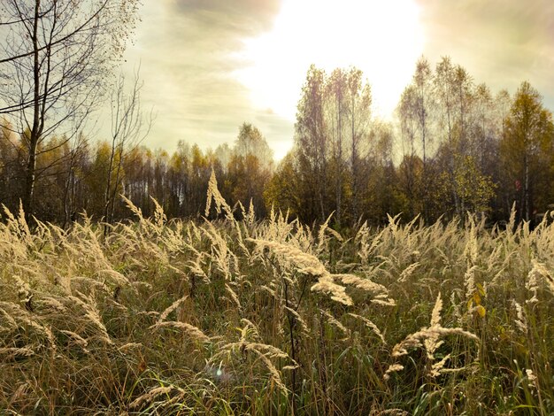 Autumn field meadow landscape