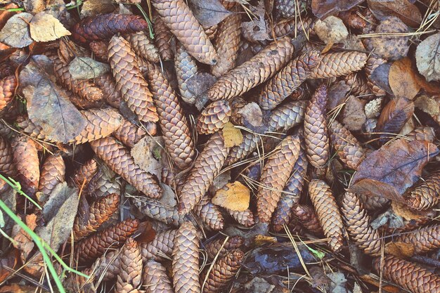 Autumn fir cones in fall foliage on the ground Atmospheric Autumn background