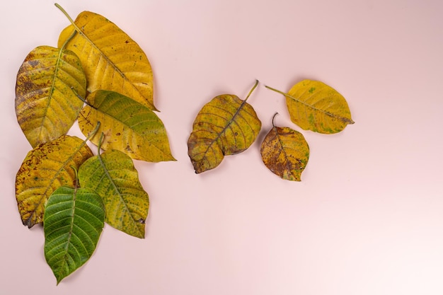 Autumn flat lay background on pink background