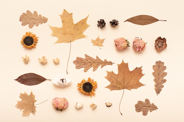 Autumn flat lay composition. Autumn, fall, thanksgiving day background. Autumn season concept. Flatlay, top view