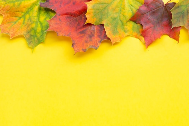 Autumn flat lay with colorful maple leaves above on yellow background vivid red purple orange