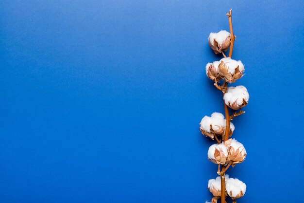 Autumn Floral composition. Dried white fluffy cotton flower branch top view on colored table with copy space.