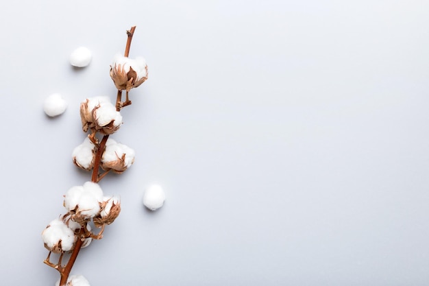 Autumn Floral composition. Dried white fluffy cotton flower branch top view on colored table with copy space.