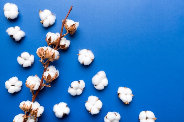 Autumn Floral composition Dried white fluffy cotton flower branch top view on colored table with copy space